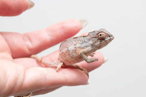 Holdbacks/Individuals: Ambilobe group from "Mahaliana" (AKA Curious) x "Hasaka-ony" (AKA Yellow River) - Hatched May 25' - Male #2