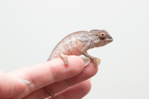 Holdbacks/Individuals: Ambilobe group from "Mahaliana" (AKA Curious) x "Hasaka-ony" (AKA Yellow River) - Hatched May 25' - Male #2