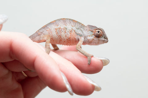Holdbacks/Individuals: Ambilobe group from "Mahaliana" (AKA Curious) x "Hasaka-ony" (AKA Yellow River) - Hatched May 25' - Male #2