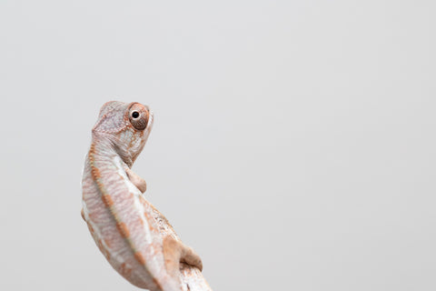 Holdbacks/Individuals: Ambilobe group from "Mahaliana" (AKA Curious) x "Hasaka-ony" (AKA Yellow River) - Hatched May 25' - Male #2