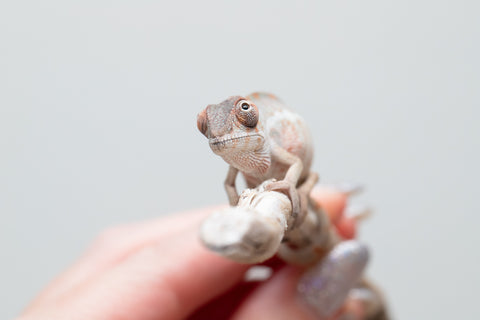 Holdbacks/Individuals: Ambilobe group from "Mahaliana" (AKA Curious) x "Hasaka-ony" (AKA Yellow River) - Hatched May 25' - Male #2