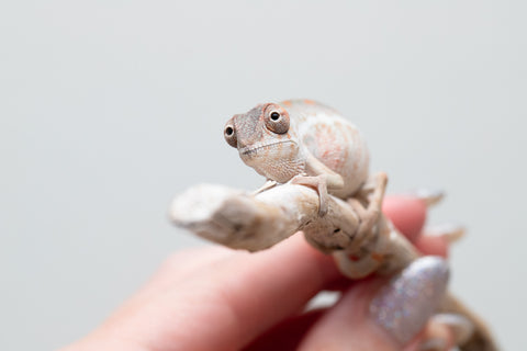 Holdbacks/Individuals: Ambilobe group from "Mahaliana" (AKA Curious) x "Hasaka-ony" (AKA Yellow River) - Hatched May 25' - Male #2
