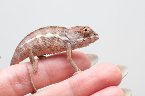 Holdbacks/Individuals: Ambilobe group from "Mahaliana" (AKA Curious) x "Hasaka-ony" (AKA Yellow River) - Hatched May 25' - Male #3