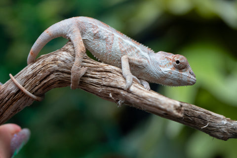 Holdbacks/Individuals: Ambilobe group from "Mahaliana" (AKA Curious) x "Hasaka-ony" (AKA Yellow River) - Hatched May 25' - Male #3