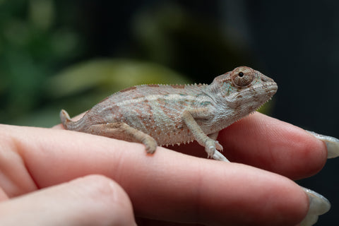 Holdbacks/Individuals: Ambilobe group from "Mahaliana" (AKA Curious) x "Hasaka-ony" (AKA Yellow River) - Hatched May 25' - Male #3