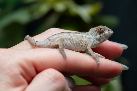 Holdbacks/Individuals: Ambilobe group from "Mahaliana" (AKA Curious) x "Hasaka-ony" (AKA Yellow River) - Hatched May 25' - Male #3
