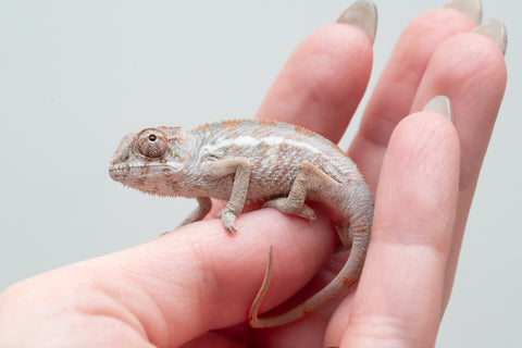 Holdbacks/Individuals: Ambilobe group from "Mahaliana" (AKA Curious) x "Hasaka-ony" (AKA Yellow River) - Hatched May 25' - Male #3
