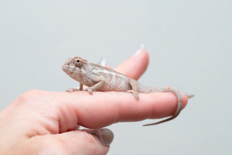 Holdbacks/Individuals: Ambilobe group from "Mahaliana" (AKA Curious) x "Hasaka-ony" (AKA Yellow River) - Hatched May 25' - Male #3