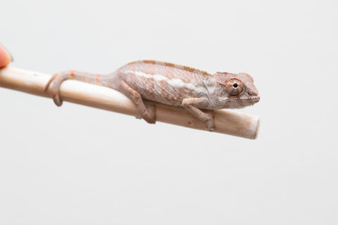 Holdbacks/Individuals: Ambilobe group from "Mahaliana" (AKA Curious) x "Hasaka-ony" (AKA Yellow River) - Hatched May 25' - Male #3