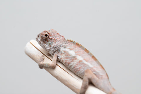 Holdbacks/Individuals: Ambilobe group from "Mahaliana" (AKA Curious) x "Hasaka-ony" (AKA Yellow River) - Hatched May 25' - Male #3