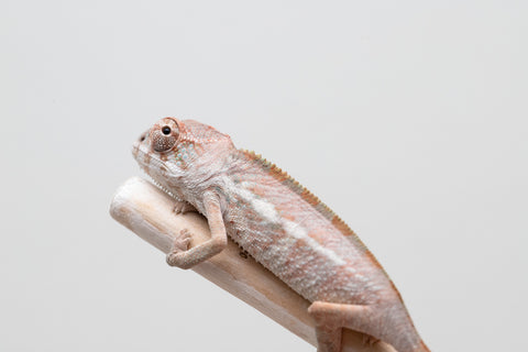 Holdbacks/Individuals: Ambilobe group from "Mahaliana" (AKA Curious) x "Hasaka-ony" (AKA Yellow River) - Hatched May 25' - Male #3