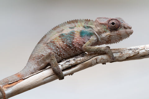 Holdbacks/Individuals: Ambilobe group from "Mahaliana" (AKA Curious) x "Hasaka-ony" (AKA Yellow River) - Hatched May 25' - Male #5