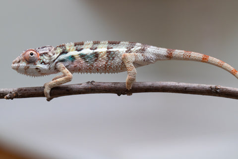 Holdbacks/Individuals: Ambilobe group from "Mahaliana" (AKA Curious) x "Hasaka-ony" (AKA Yellow River) - Hatched May 25' - Male #5