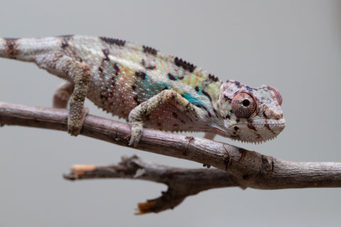 Holdbacks/Individuals: Ambilobe group from "Mahaliana" (AKA Curious) x "Hasaka-ony" (AKA Yellow River) - Hatched May 25' - Male #5