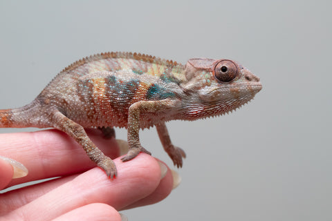 Holdbacks/Individuals: Ambilobe group from "Mahaliana" (AKA Curious) x "Hasaka-ony" (AKA Yellow River) - Hatched May 25' - Male #5