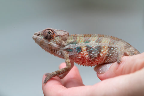 Holdbacks/Individuals: Ambilobe group from "Mahaliana" (AKA Curious) x "Hasaka-ony" (AKA Yellow River) - Hatched May 25' - Male #5