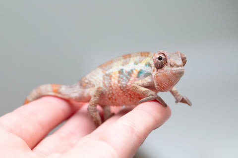 Holdbacks/Individuals: Ambilobe group from "Mahaliana" (AKA Curious) x "Hasaka-ony" (AKA Yellow River) - Hatched May 25' - Male #5
