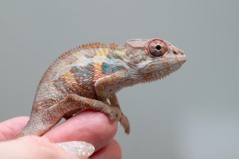 Holdbacks/Individuals: Ambilobe group from "Mahaliana" (AKA Curious) x "Hasaka-ony" (AKA Yellow River) - Hatched May 25' - Male #5