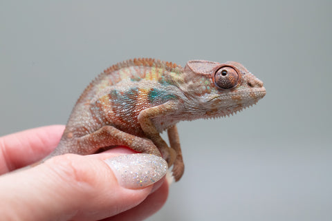 Holdbacks/Individuals: Ambilobe group from "Mahaliana" (AKA Curious) x "Hasaka-ony" (AKA Yellow River) - Hatched May 25' - Male #5