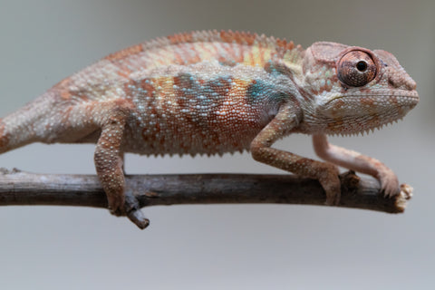 Holdbacks/Individuals: Ambilobe group from "Mahaliana" (AKA Curious) x "Hasaka-ony" (AKA Yellow River) - Hatched May 25' - Male #5