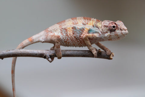 Holdbacks/Individuals: Ambilobe group from "Mahaliana" (AKA Curious) x "Hasaka-ony" (AKA Yellow River) - Hatched May 25' - Male #5