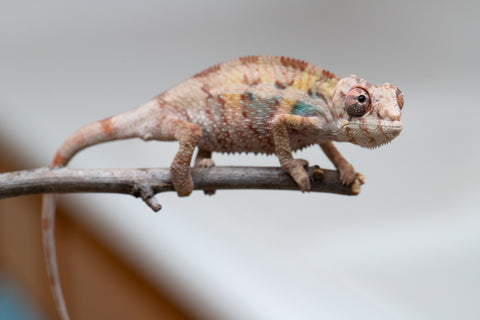 Holdbacks/Individuals: Ambilobe group from "Mahaliana" (AKA Curious) x "Hasaka-ony" (AKA Yellow River) - Hatched May 25' - Male #5