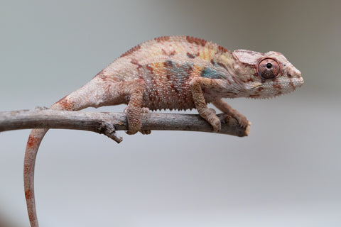 Holdbacks/Individuals: Ambilobe group from "Mahaliana" (AKA Curious) x "Hasaka-ony" (AKA Yellow River) - Hatched May 25' - Male #5
