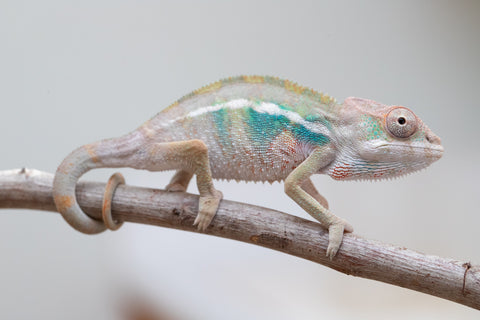 Holdbacks/Individuals: Ambilobe group from "Mahaliana" (AKA Curious) x "Hasaka-ony" (AKA Yellow River) - Hatched May 25' - Male #6