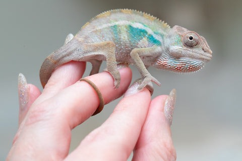 Holdbacks/Individuals: Ambilobe group from "Mahaliana" (AKA Curious) x "Hasaka-ony" (AKA Yellow River) - Hatched May 25' - Male #6