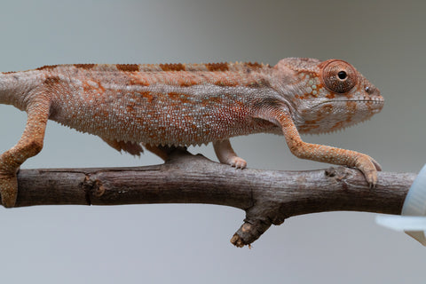 Holdbacks/Individuals: Ambilobe group from "Mahaliana" (AKA Curious) x "Hasaka-ony" (AKA Yellow River) - Hatched June/July 2025 - Male #1