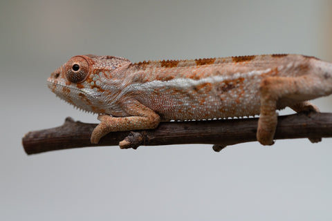 Holdbacks/Individuals: Ambilobe group from "Mahaliana" (AKA Curious) x "Hasaka-ony" (AKA Yellow River) - Hatched June/July 2025 - Male #1