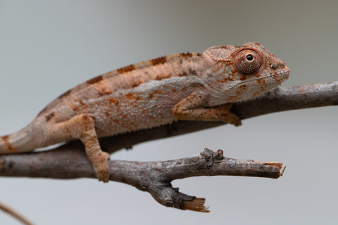 Holdbacks/Individuals: Ambilobe group from "Mahaliana" (AKA Curious) x "Hasaka-ony" (AKA Yellow River) - Hatched June/July 2025 - Male #1