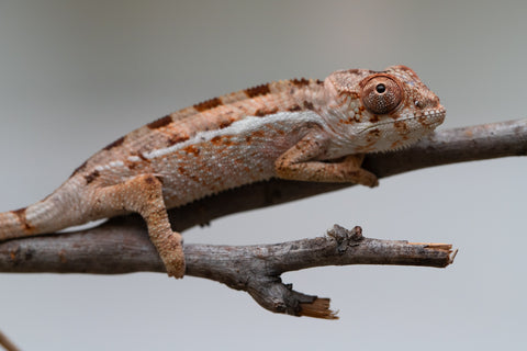 Holdbacks/Individuals: Ambilobe group from "Mahaliana" (AKA Curious) x "Hasaka-ony" (AKA Yellow River) - Hatched June/July 2025 - Male #1
