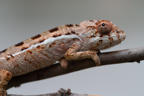 Holdbacks/Individuals: Ambilobe group from "Mahaliana" (AKA Curious) x "Hasaka-ony" (AKA Yellow River) - Hatched June/July 2025 - Male #1