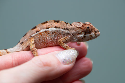 Holdbacks/Individuals: Ambilobe group from "Mahaliana" (AKA Curious) x "Hasaka-ony" (AKA Yellow River) - Hatched June/July 2025 - Male #1
