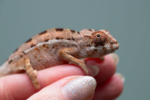 Holdbacks/Individuals: Ambilobe group from "Mahaliana" (AKA Curious) x "Hasaka-ony" (AKA Yellow River) - Hatched June/July 2025 - Male #1