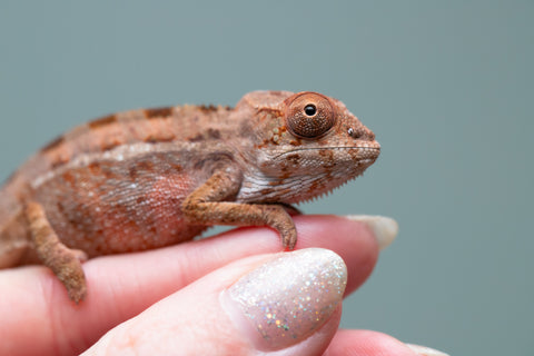 Holdbacks/Individuals: Ambilobe group from "Mahaliana" (AKA Curious) x "Hasaka-ony" (AKA Yellow River) - Hatched June/July 2025 - Male #1