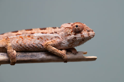 Holdbacks/Individuals: Ambilobe group from "Mahaliana" (AKA Curious) x "Hasaka-ony" (AKA Yellow River) - Hatched June/July 2025 - Male #1