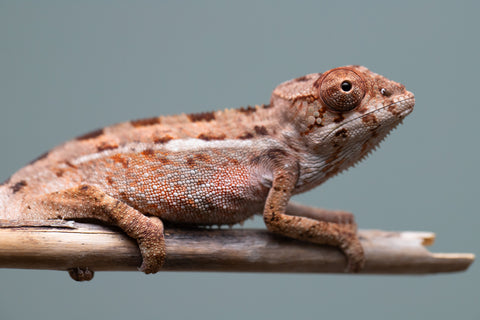 Holdbacks/Individuals: Ambilobe group from "Mahaliana" (AKA Curious) x "Hasaka-ony" (AKA Yellow River) - Hatched June/July 2025 - Male #1