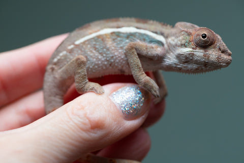 Holdbacks/Individuals: Ambilobe group from "Mahaliana" (AKA Curious) x "Hasaka-ony" (AKA Yellow River) - Hatched June/July 2025 - Male #1