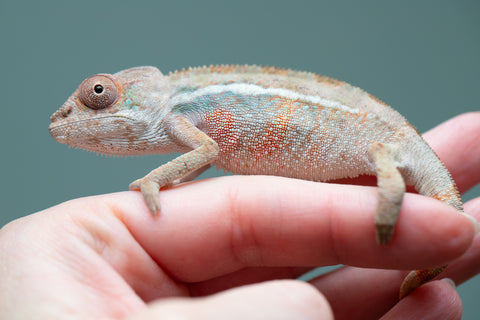 Holdbacks/Individuals: Ambilobe group from "Mahaliana" (AKA Curious) x "Hasaka-ony" (AKA Yellow River) - Hatched June/July 2025 - Male #1
