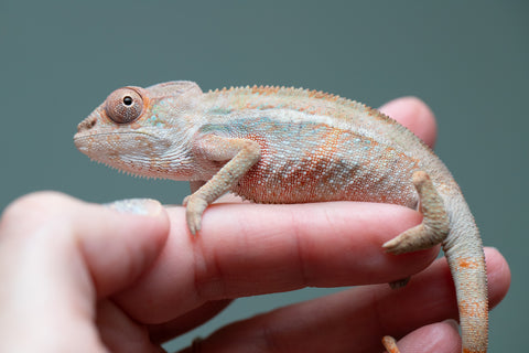 Holdbacks/Individuals: Ambilobe group from "Mahaliana" (AKA Curious) x "Hasaka-ony" (AKA Yellow River) - Hatched June/July 2025 - Male #1