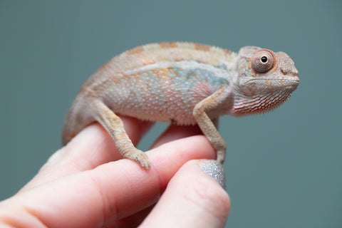 Holdbacks/Individuals: Ambilobe group from "Mahaliana" (AKA Curious) x "Hasaka-ony" (AKA Yellow River) - Hatched June/July 2025 - Male #1