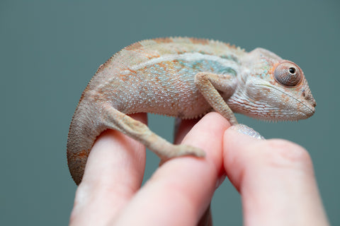 Holdbacks/Individuals: Ambilobe group from "Mahaliana" (AKA Curious) x "Hasaka-ony" (AKA Yellow River) - Hatched June/July 2025 - Male #1