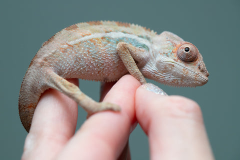 Holdbacks/Individuals: Ambilobe group from "Mahaliana" (AKA Curious) x "Hasaka-ony" (AKA Yellow River) - Hatched June/July 2025 - Male #1