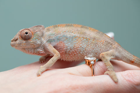 Holdbacks/Individuals: Ambilobe group from "Mahaliana" (AKA Curious) x "Hasaka-ony" (AKA Yellow River) - Hatched June/July 2025 - Male #1
