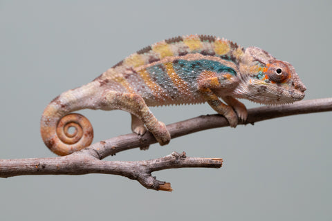 Holdbacks/Individuals: Ambilobe group from "Mahaliana" (AKA Curious) x "Hasaka-ony" (AKA Yellow River) - Hatched June/July 2025 - Male #1