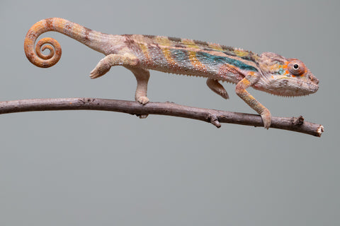 Holdbacks/Individuals: Ambilobe group from "Mahaliana" (AKA Curious) x "Hasaka-ony" (AKA Yellow River) - Hatched June/July 2025 - Male #1