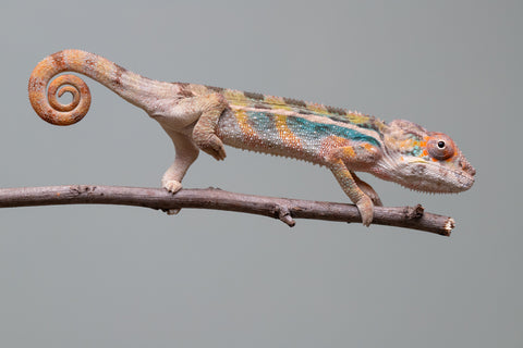 Holdbacks/Individuals: Ambilobe group from "Mahaliana" (AKA Curious) x "Hasaka-ony" (AKA Yellow River) - Hatched June/July 2025 - Male #1