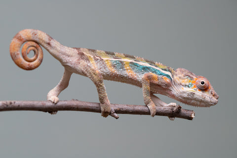 Holdbacks/Individuals: Ambilobe group from "Mahaliana" (AKA Curious) x "Hasaka-ony" (AKA Yellow River) - Hatched June/July 2025 - Male #1